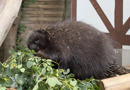 Baumstachelschwein